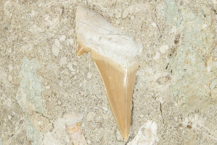 Otodus Shark Tooth Fossil in Rock - Morocco #274929